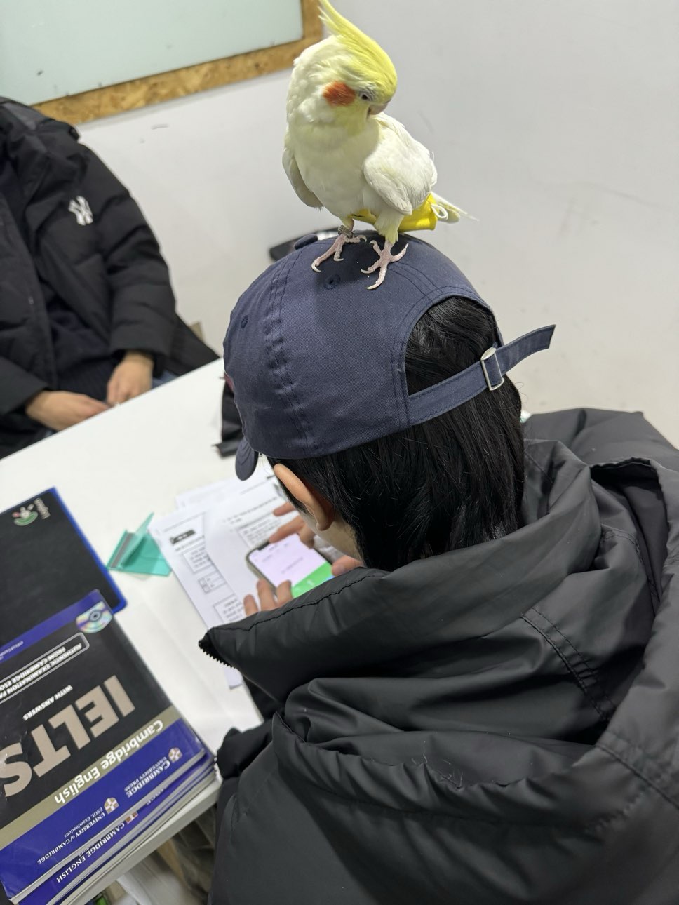 Susu_Hi: Emergency! My Beloved Parrot is Sick; Rushed for Human Medicine |  HelloTalk | HelloTalk